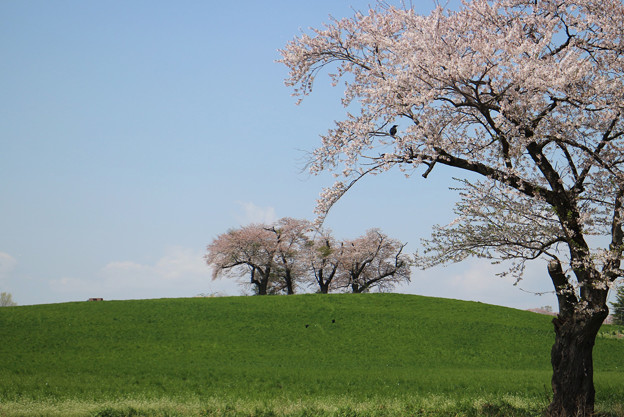 写真: 桜ものがたり