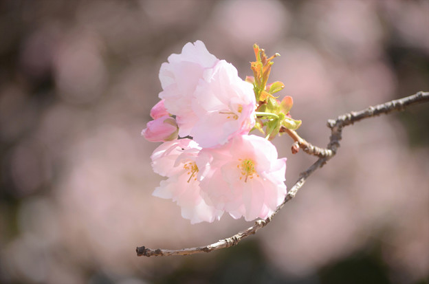 写真: 桜ｓｏｎｇ