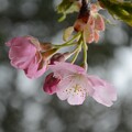 写真: 桜ほやほや