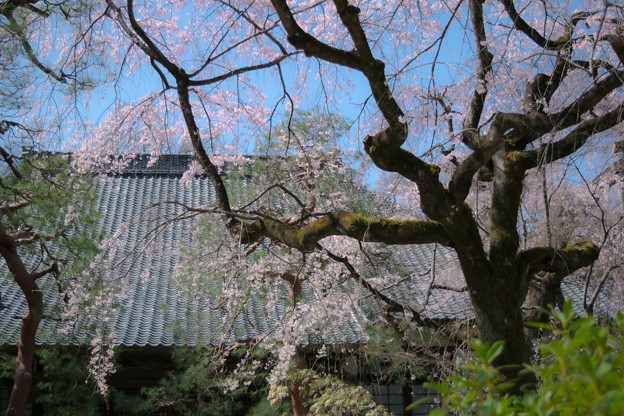 写真: 桜枝垂れる１