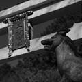 Photos: 鳥居と狛犬
