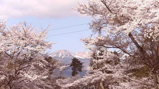 写真: 桜に吾妻連峰が！