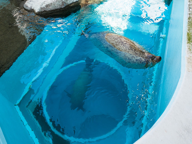 写真: 猛獣館299 ゴマフアザラシのプール