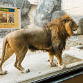 写真: ライオンのギル