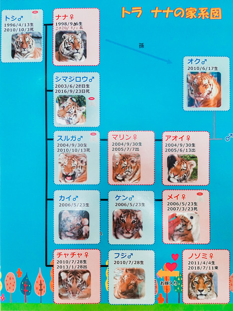 写真: 猛獣館299 トラの家系図