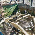 写真: 猛獣館299 ジャガーエリア