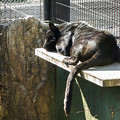 写真: ブラックジャガーの小梅