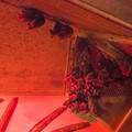 写真: 夜行性動物館のルーセットオオコウモリ