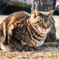 写真: 岩本山公園の猫