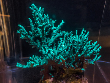 サンゴの蛍光発光
