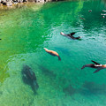 写真: 自然飼育場で泳ぐ海獣たち
