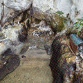写真: 自然飼育場 フンボルトペンギンの岩場
