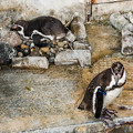 写真: 自然飼育場のフンボルトペンギン