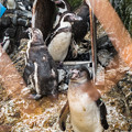 自然飼育場のフンボルトペンギン