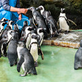 自然飼育場のケープペンギン