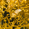 写真: 流れ藻に取り付いたミノウミウシ
