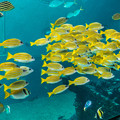 写真: 大水槽で泳ぐヨスジフエダイの群れ