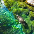 写真: プールを泳ぐバイカルアザラシ