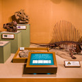 Photos: 哺乳類型爬虫類の化石