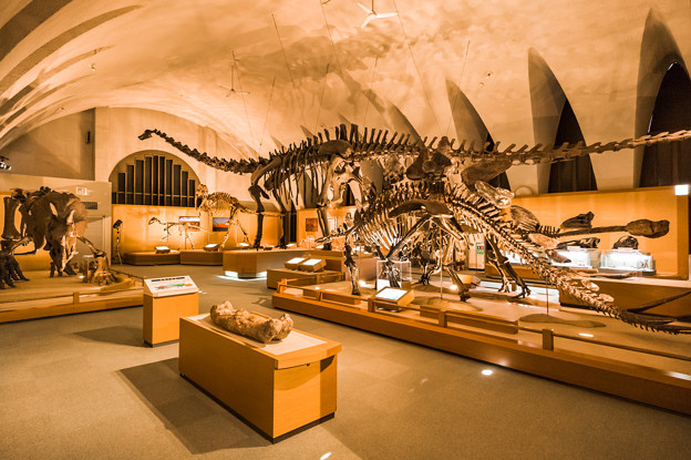 東海大学自然史博物館 恐竜の世界