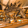 Photos: ステゴサウルスの化石