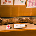 恐竜の大腿骨の化石