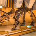 トリケラトプスの化石