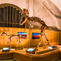 プロバクトロサウルスとタルボサウルス