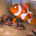 Photos: くまのみ水族館のメカクマノミ