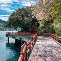 写真: 桜の絨毯を敷いた淡島橋