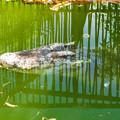 写真: 放流池のシャムワニ