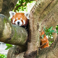 写真: 木の上で眠るシナモン