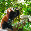 写真: お食事中のニシレッサーパンダ
