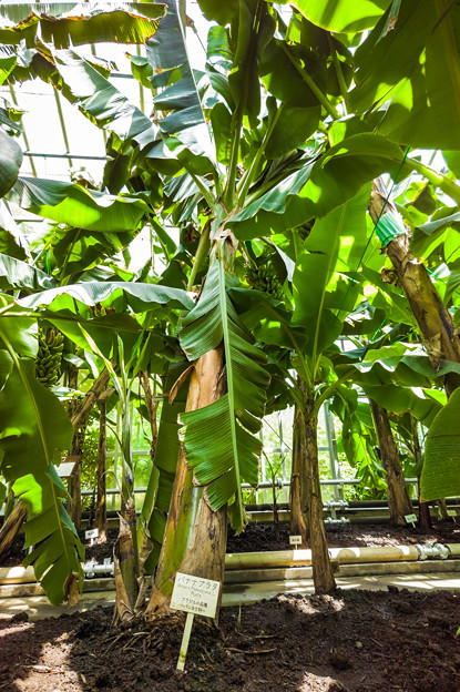温室で育つバナナの株