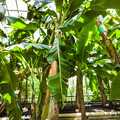 写真: 温室で育つバナナの株