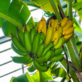 温室で実ったバナナ