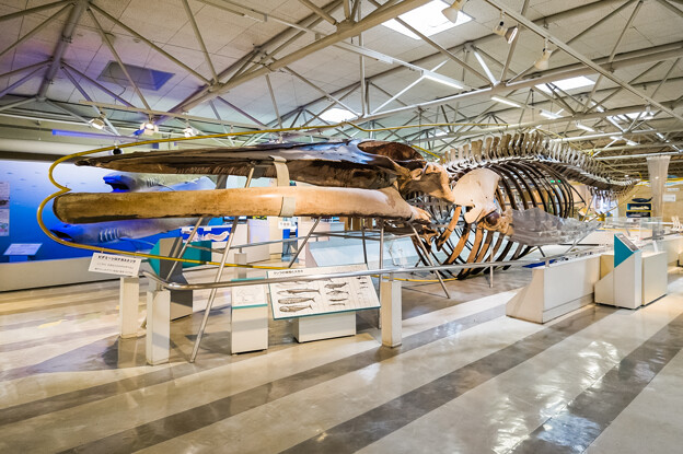 ピグミーシロナガスクジラの骨格標本