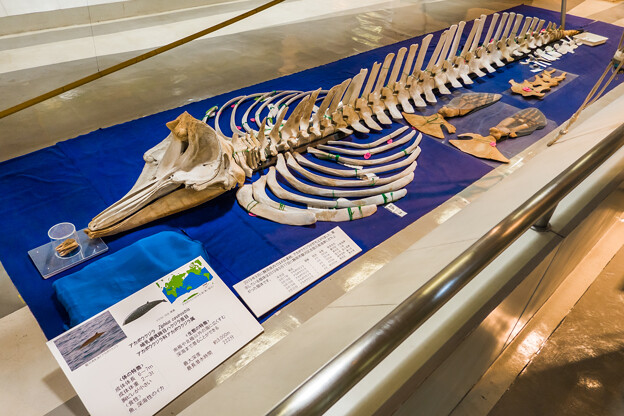 アカボウクジラの骨格標本