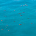 淡島周辺の魚影