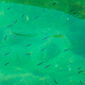 写真: 淡島周辺の魚影