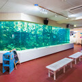 写真: 淡島水族館 大水槽