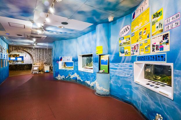 写真: 淡島水族館 2Fに並ぶ水槽