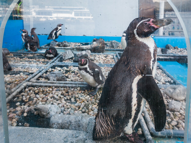 淡島水族館のフンボルトペンギン