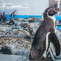 淡島水族館のフンボルトペンギン