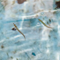 写真: 淡島水族館の魚たち
