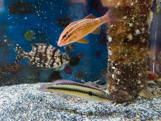 淡島水族館の魚たち
