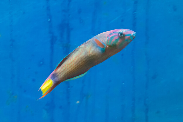 写真: 淡島水族館のオトメベラ