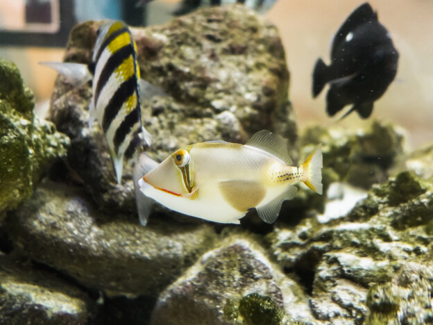 写真: 淡島水族館のクラカケモンガラ