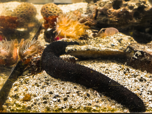 写真: 淡島水族館のニセクロナマコ