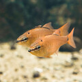 写真: 淡島水族館のクロホシイシモチ